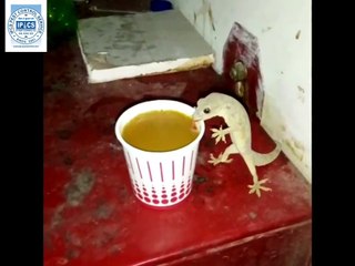 Lizard Drinking Tea Never Leave Food Open