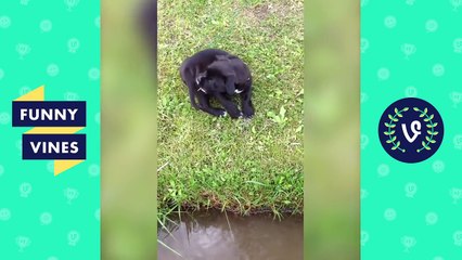 Try Not To Laugh Funniest Animal Compilation 2018 | Funny Pet Videos