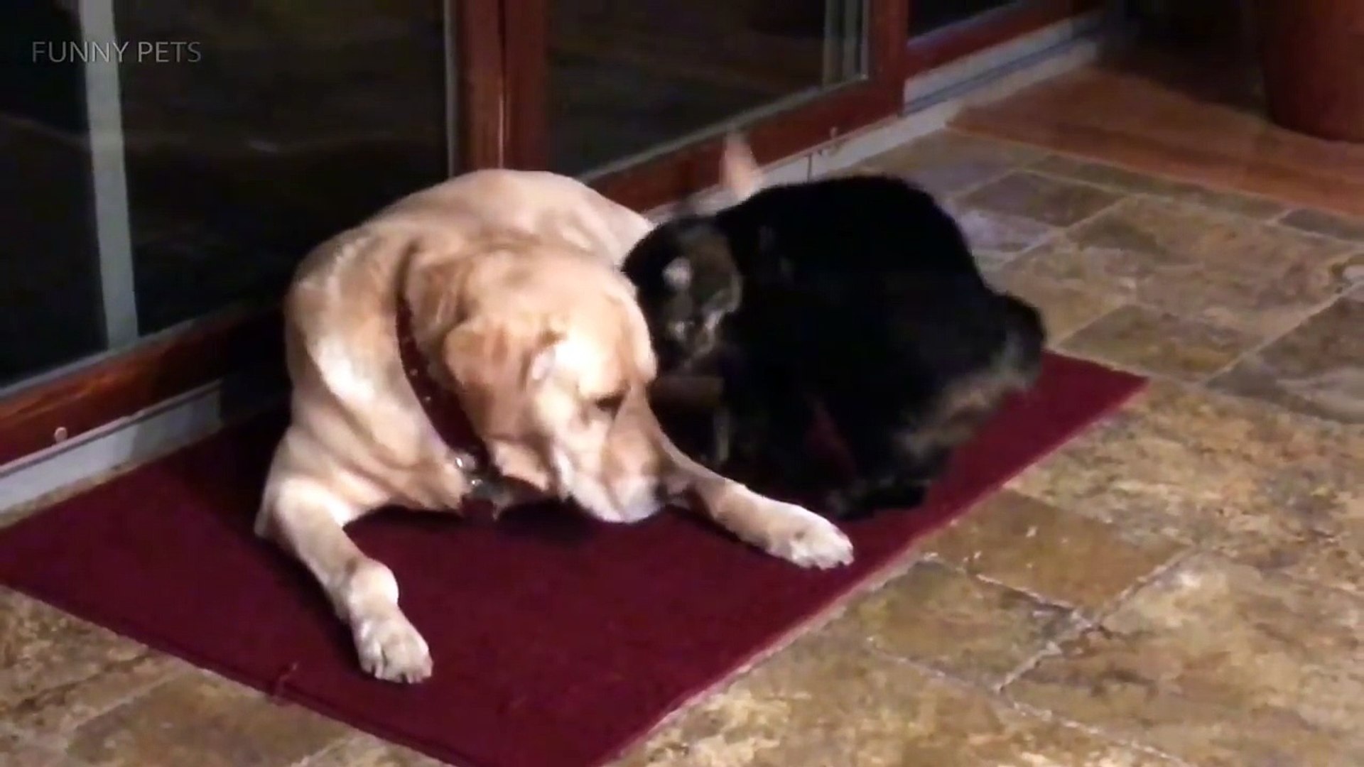 ⁣Funny Pets  Funny Cats And Dogs Playing (Part 2) [Funny Pets]