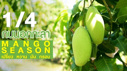 กบนอกกะลา : Mango season เปรี้ยว หวาน มัน กรอบ ช่วงที่ 1/4 (17 พ.ค.61)