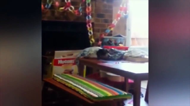 Funny animal failed-funny pet failed 2018 in slow motion-part2