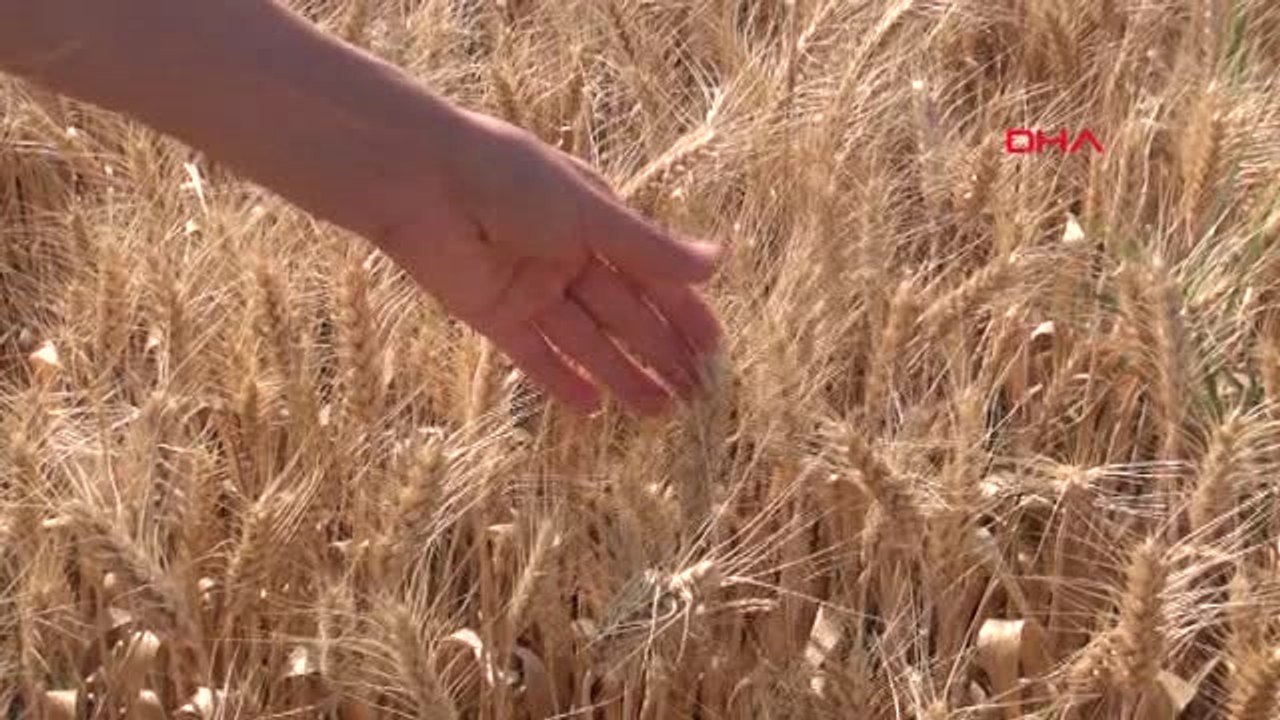 Manisa Sıcaklar ve Kuraklık Buğdayı Etkiledi, Verim Yüzde 50 Düştü