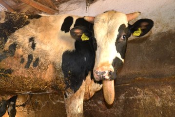 "Yaşamaz" Denilen Çenesiz Dana 600 Kiloya Ulaşınca Talipleri Arttı