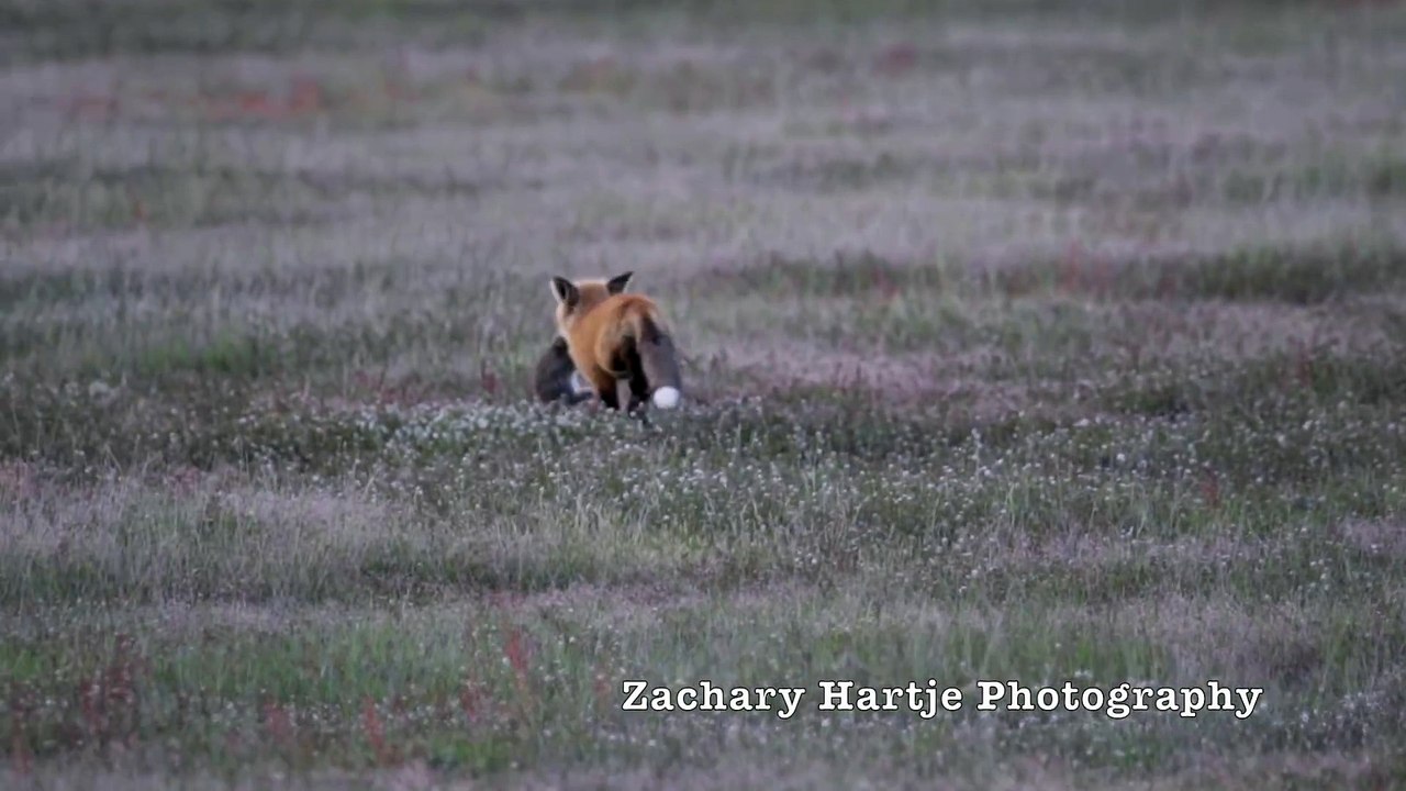 Un aigle vole la proie d'un renard