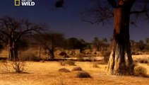 Lions Fighting To Death For Territory (Nature Wildlife Documentary)