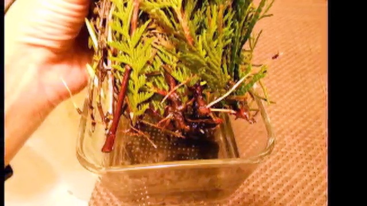 ТУЯ .2Ч.РАЗМНОЖЕНИЕ ТУИ , МОЖЖЕВЕЛЬНИКА И ДР. ХВОЙНЫЕ. РАЗМНОЖЕНИЕ ХВОЙНЫХ.ЧЕРЕНКОВАНИЕ ХВОЙНЫХ