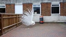 Beautiful white peacock captured on camera 2018