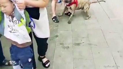 Cậu bé 4 tuổi bị chó Pitbull tấn công, cắn chặt không chịu nhả khiến người xem "thót tim"