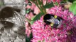 Bumblebee punah: sepertiga lebah punah di Irlandia- TomoNews