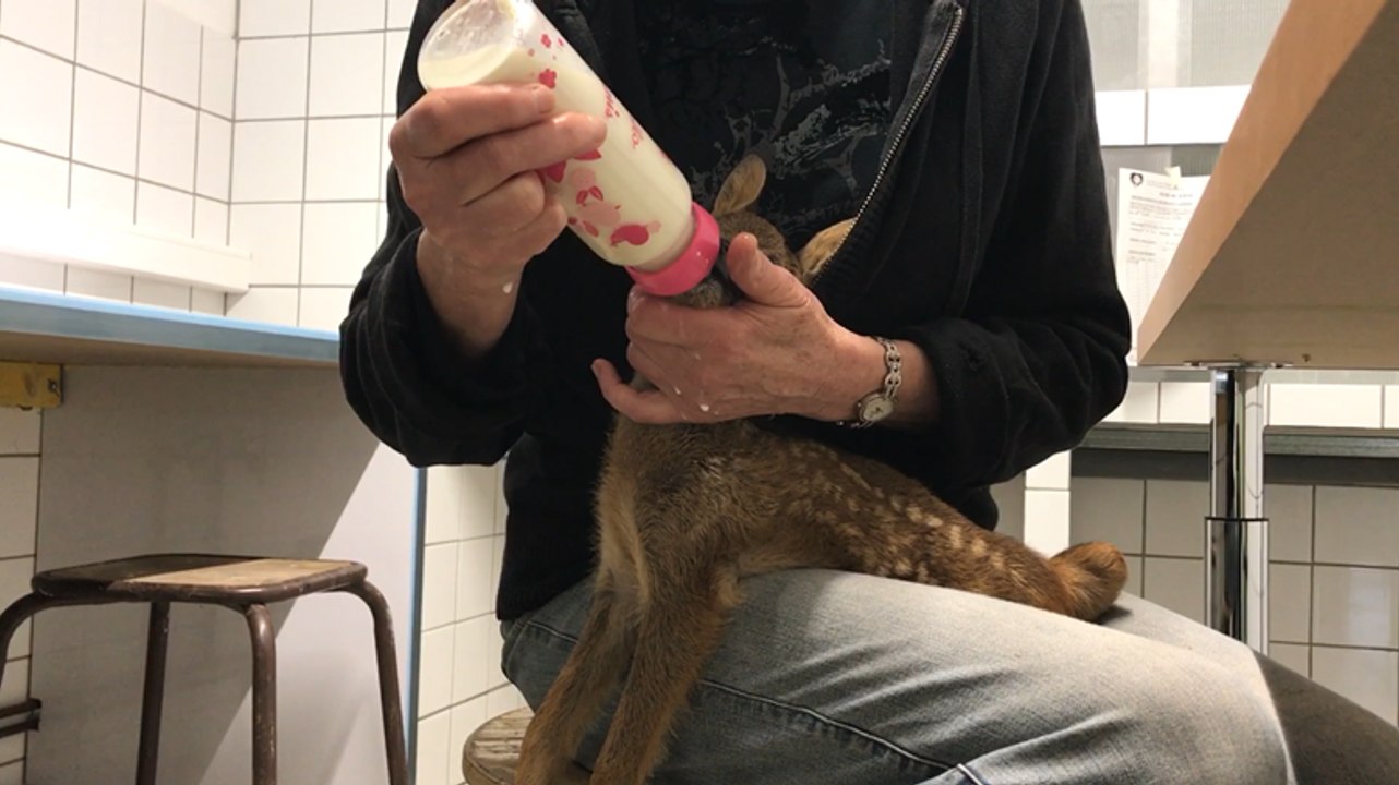 Visite du nouveau centre de soin de la faune sauvage de la Dame blanche