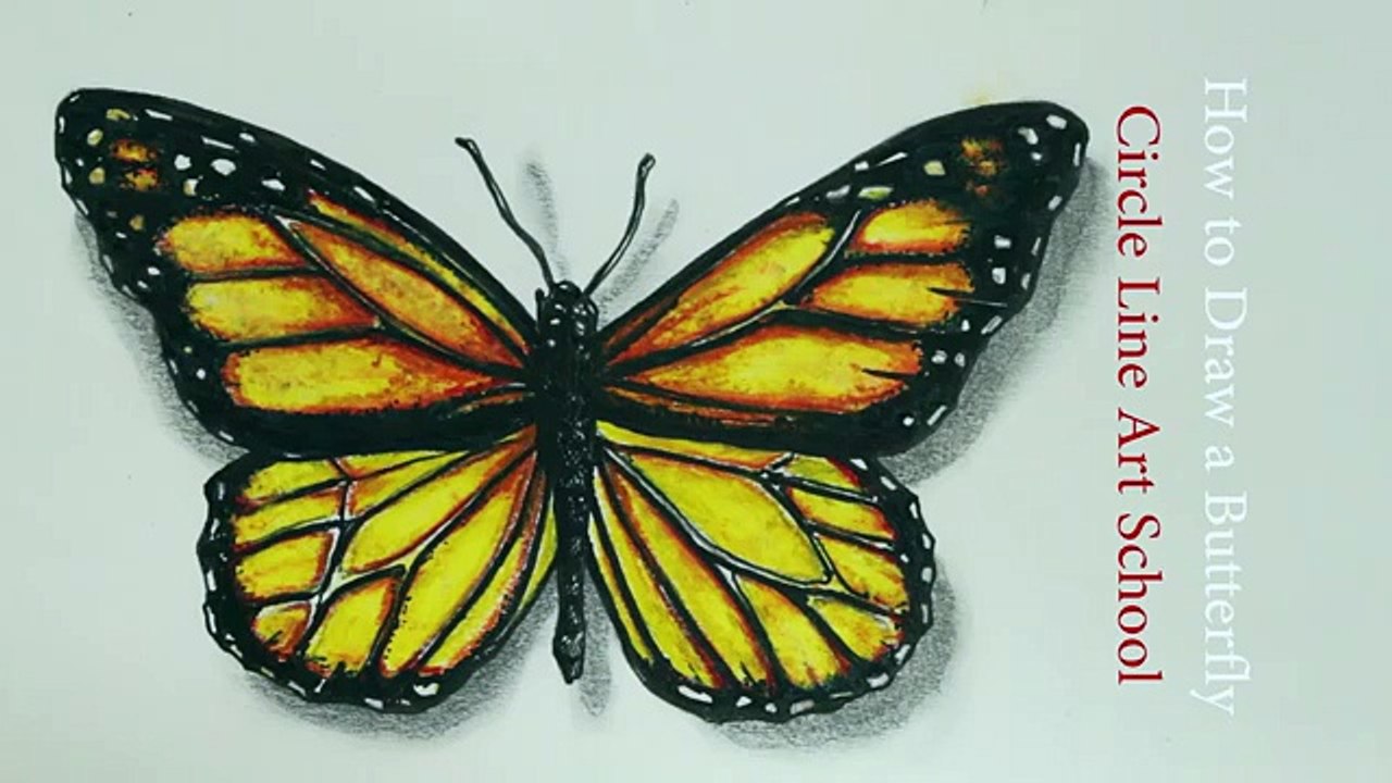 How to Draw a Realistic Butterfly: Time Lapse