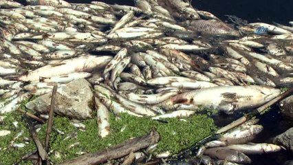 Vali Köşger: “Balık ölümlerine neden olanlar cezalandıracak”