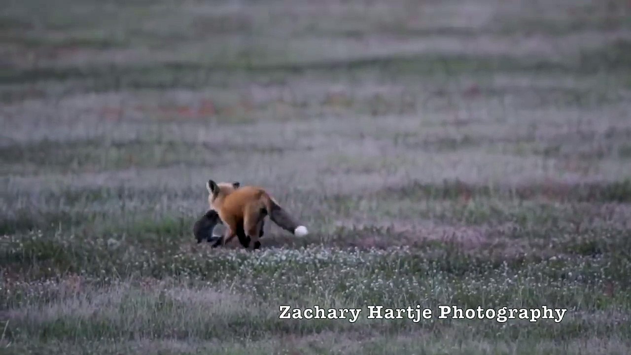 Un aigle vole le repas d'un renard qui ne veut pas lâcher prise