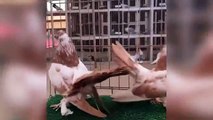 Best breeding fancy pigeon pair & Fancy pigeon breeders ( birds videos)