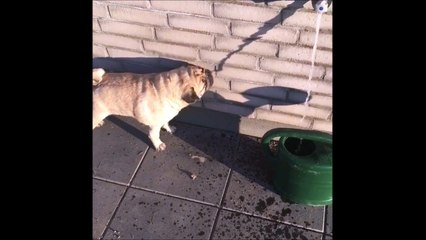 Ce chien assoiffé boit l'ombre de la fontaine