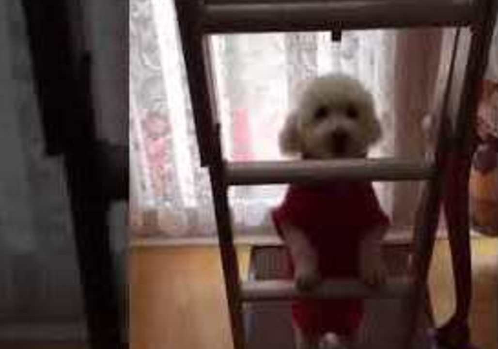 Cute Dog Bounces in Attempt to Climb Ladder video Dailymotion