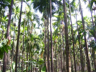 നിപാവൈറസ്‌ പേടി: വവ്വാലുകളുടെ ഇഷ്‌ട ഭക്ഷണം അടയ്‌ക്ക | Oneindia Malayalam