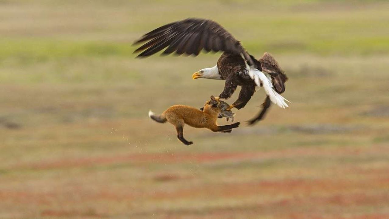 Un rapace vole le repas d'un renard