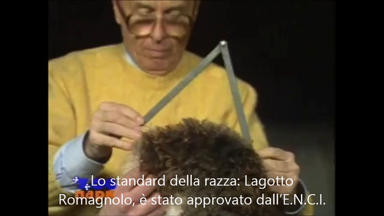 Lo standard del Lagotto Romagnolo