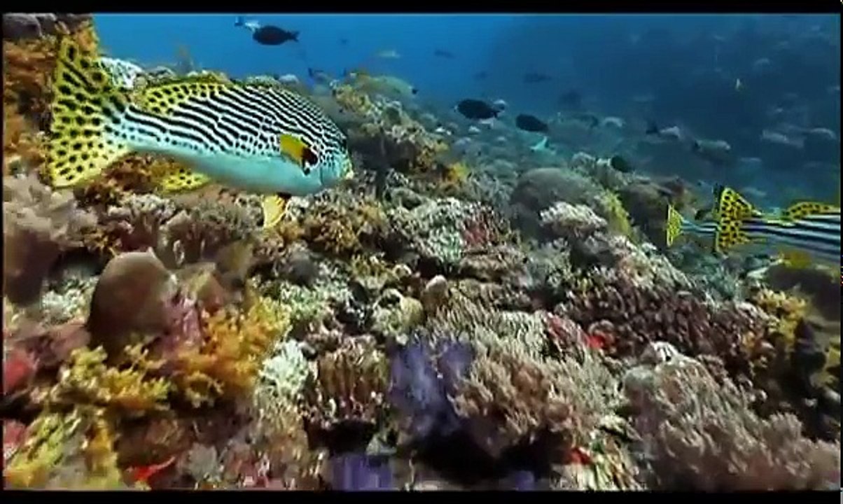 Evolution of Eyes HD