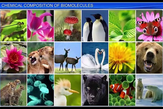 (1)CBSE Class 11 Biology, Biomolecules – 1, Chemical Composition of Biomolecules
