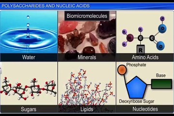 (2)CBSE Class 11 Biology, Biomolecules – 2, Polysaccharides and Nucleic Acids