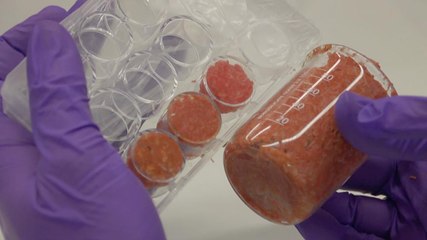 Test-tube burgers and the future of meat | Earthrise