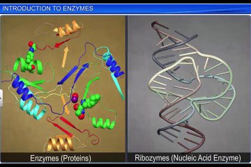 (6)CBSE Class 11 Biology, Biomolecules – 6, Introduction to Enzymes