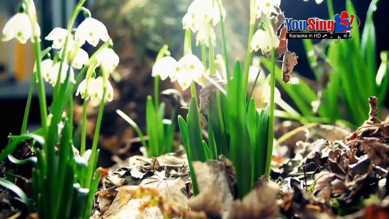 Một Đời Người Một Rừng Cây - Quang Dũng