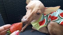 TOP 6 FRUTAS PARA TU PERRO PERUANO SIN PELO - FRUITS FOR PERUVIAN HAIRLESS DOG -Orgullo Viringo