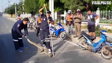 Sunbathing Monitor Lizard Caught