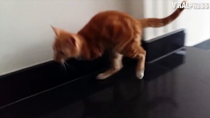 Kangaroo Cat With Two Legs