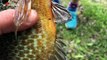 Dad fishing with daughter catches spawning sunfish