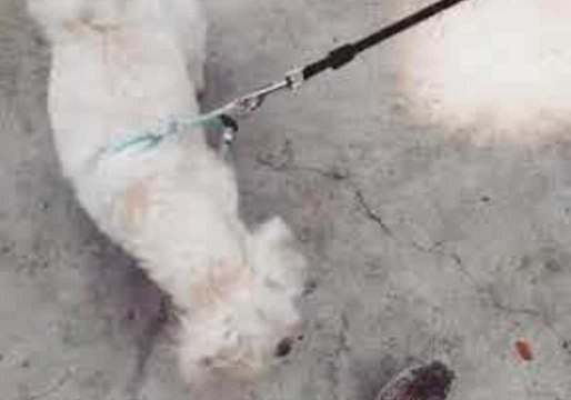 Friendly Dog is Perplexed by Scurrying Hedgehog