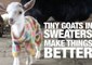 Tiny Goats in Sweaters Make Everything Better