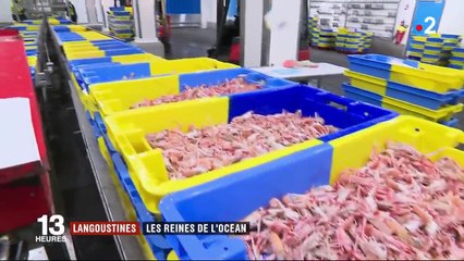 Langoustines : la Bretagne en pointe dans la pêche aux crustacés