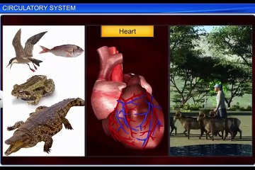 (3)CBSE Class 11 Biology, Body Fluids and Circulation – 3, Circulatory System