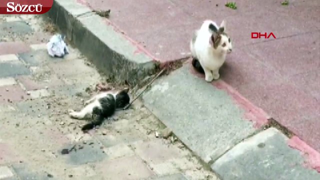 Anne kedi, ölen yavrusunun başından saatlerce ayrılmadı