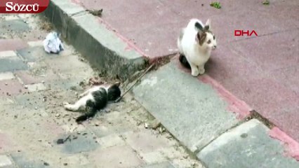 Anne kedi, ölen yavrusunun başından saatlerce ayrılmadı