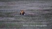 Stole His Meal: Eagle Snatches A Rabbit Out Of Foxes Mouth!