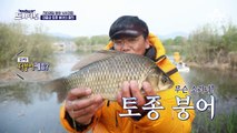 ※붕신 강림※ 도시어부를 구한 대물 토종 붕어의 출현!