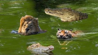 Lion vs Crocodile Real Fight