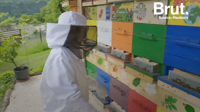 La Slovénie est un paradis pour les abeilles