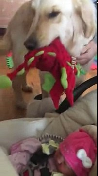 Un chien fait connaissance avec le nouveau né de la maison