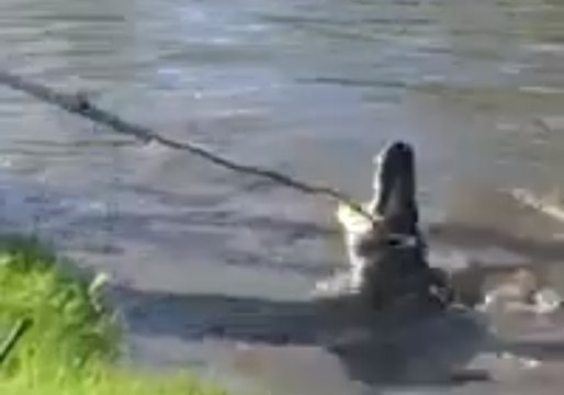 Florida Trappers Move Pregnant Alligator From School Pond