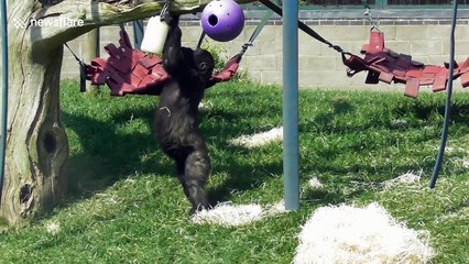 Young gorilla cools himself down with ice lolly