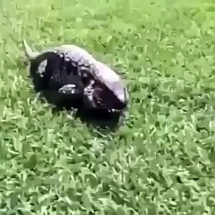 Lizard