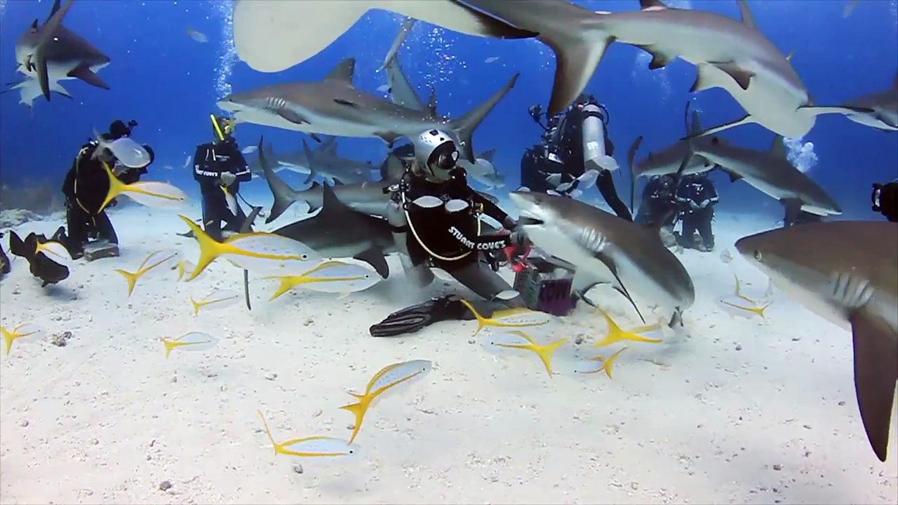 Epic Shark Feeding in the Bahamas