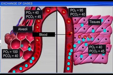 (3)CBSE Class 11 Biology, Breathing and Exchange of Gases-3, Exchange of Gases