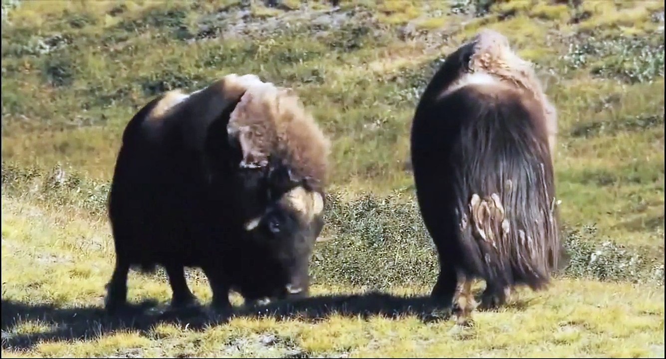 Muskox High Speed Collision